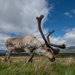 Cairngorms - Reindeer